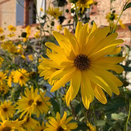 De Lucat * Mauvezin-Saves