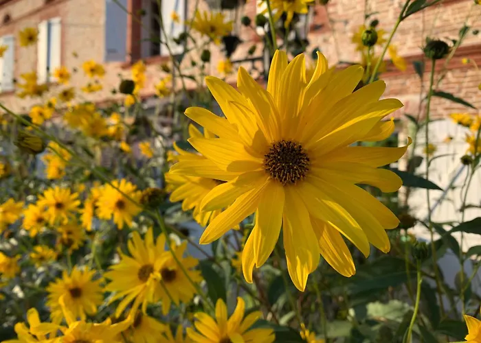 De Lucat * Mauvezin-Saves